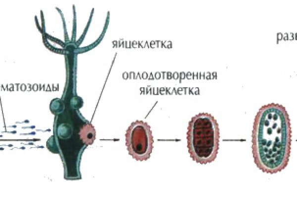 Kraken вход kraken torion